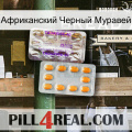 Африканский Черный Муравей new12